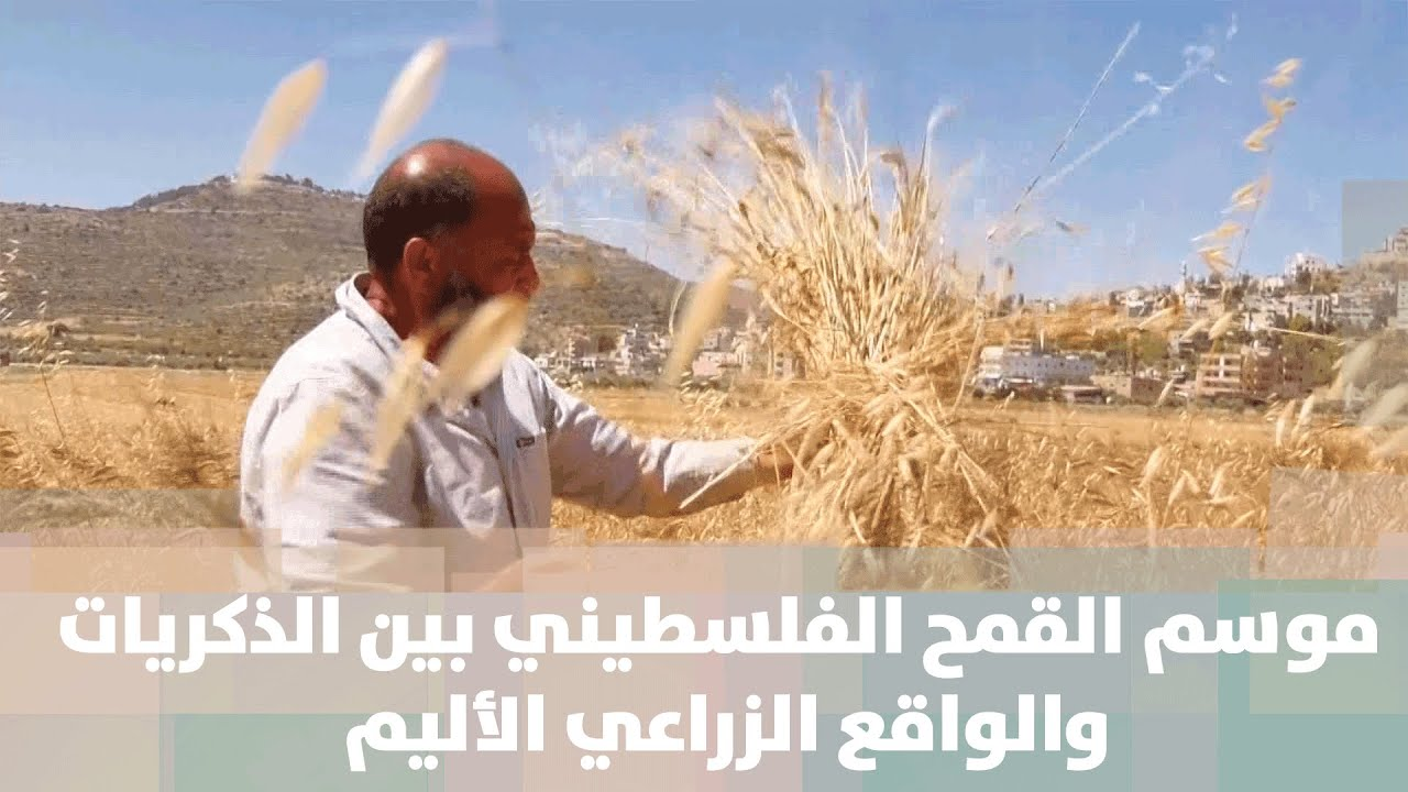 موسم القمح الفلسطيني بين الذكريات والواقع الزراعي الأليم - فيديو