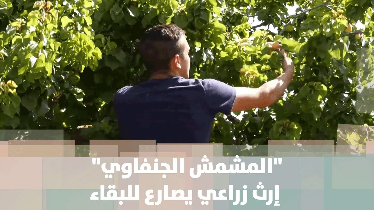 المشمش الجنفاوي" إرث زراعي يصارع للبقاء في سلة الإنتاج الزراعي الفلسطيني" - فيديو