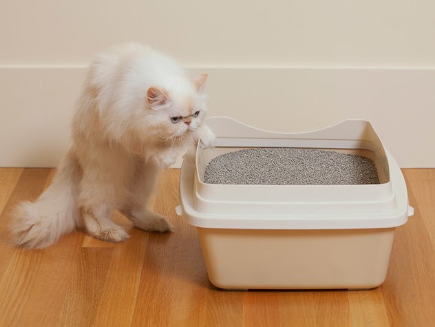 خطوات تدريب القطط الصغيرة على صندوق الرمل