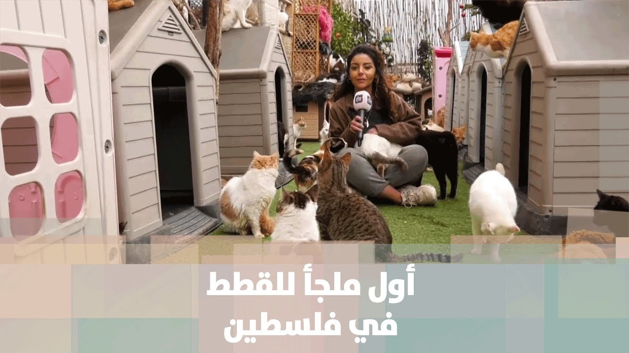 ملجأ للقطط في مدينة الخليل - قصة دنيا فلسطين