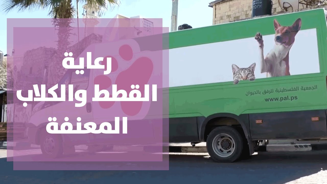 قطط وكلاب معنفة تتلقى الرعاية في الجمعية الفلسطينية للرفق بالحيوان