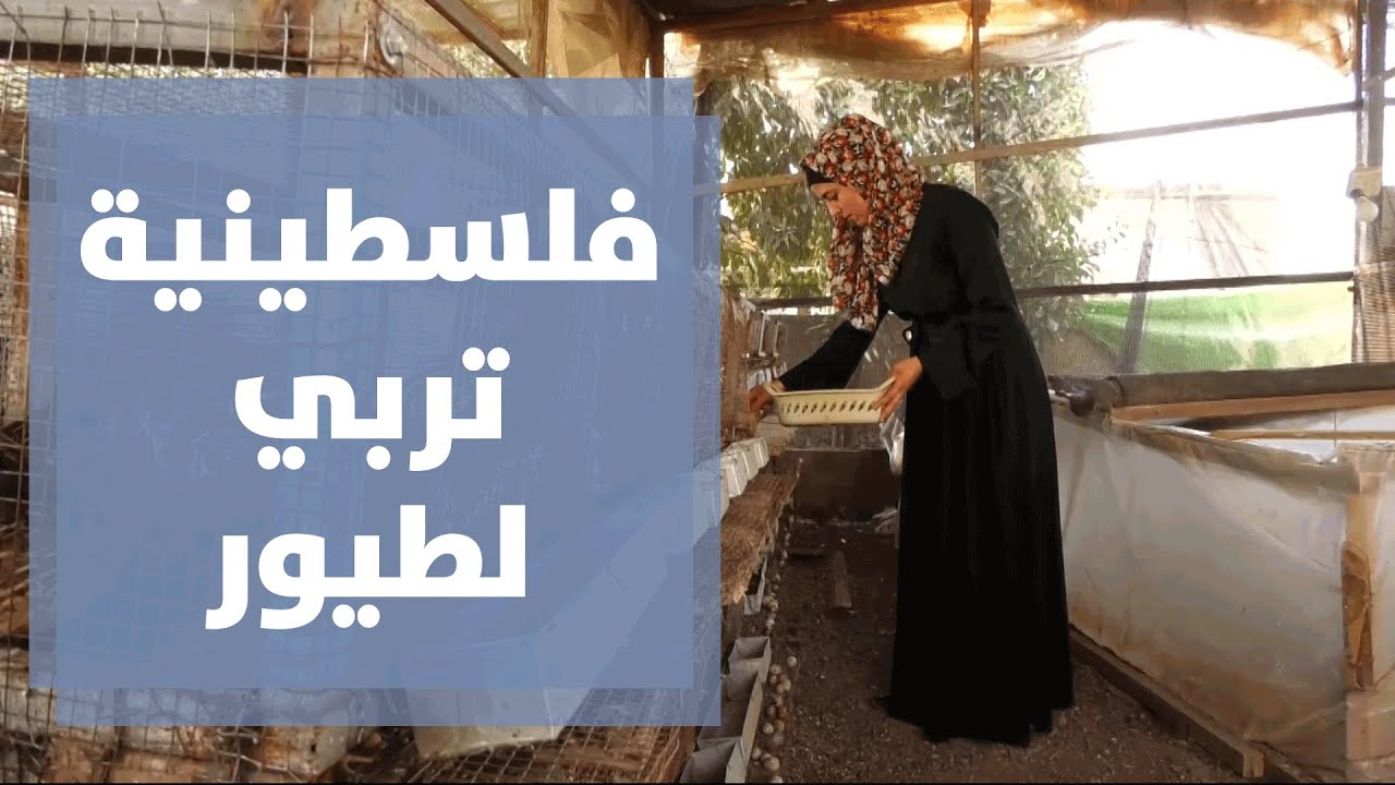 طالبة جامعية فلسطينية تنجح بتوفير مصرفي شخصي من خلال تربية الطيور