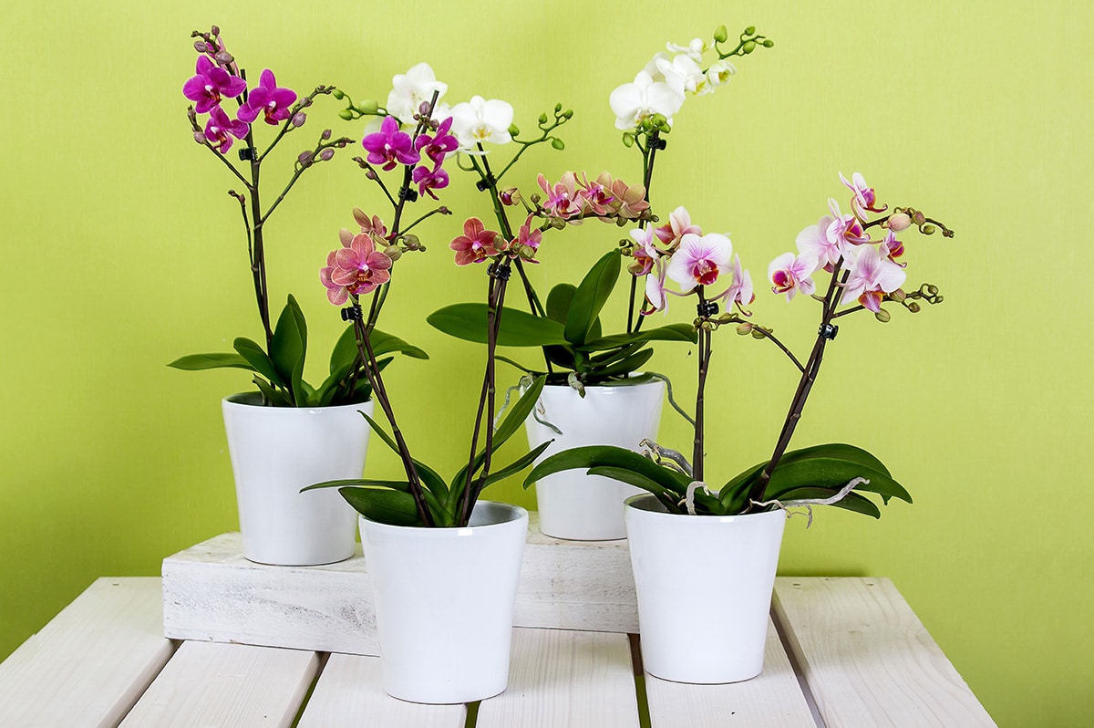 orchids-595242