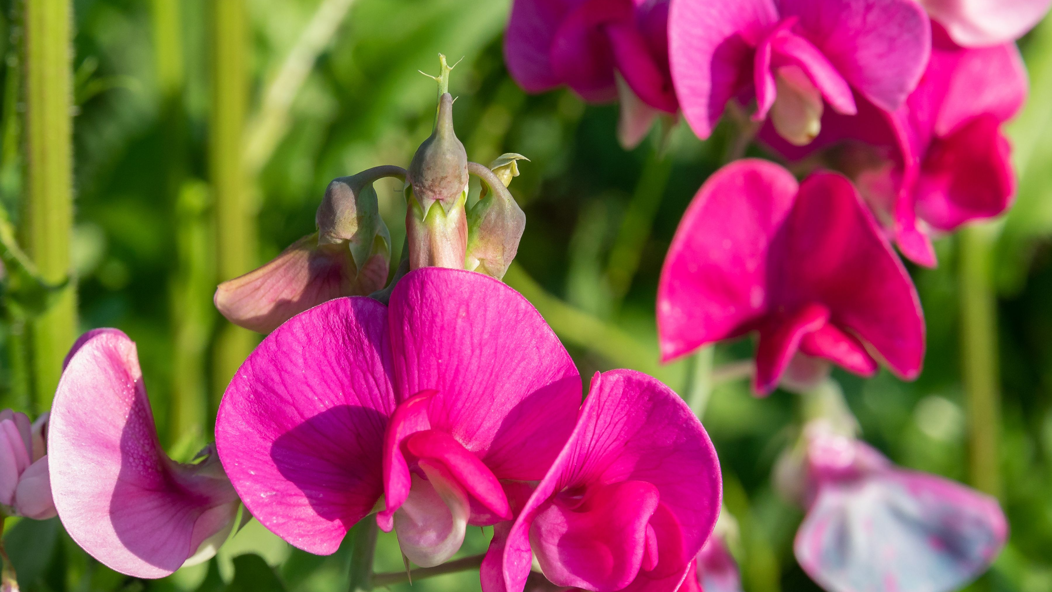 sweet-peas-the-queen-of-the-annuals-1402917-06-893caa2772ff4af6b02d7663b2a38763